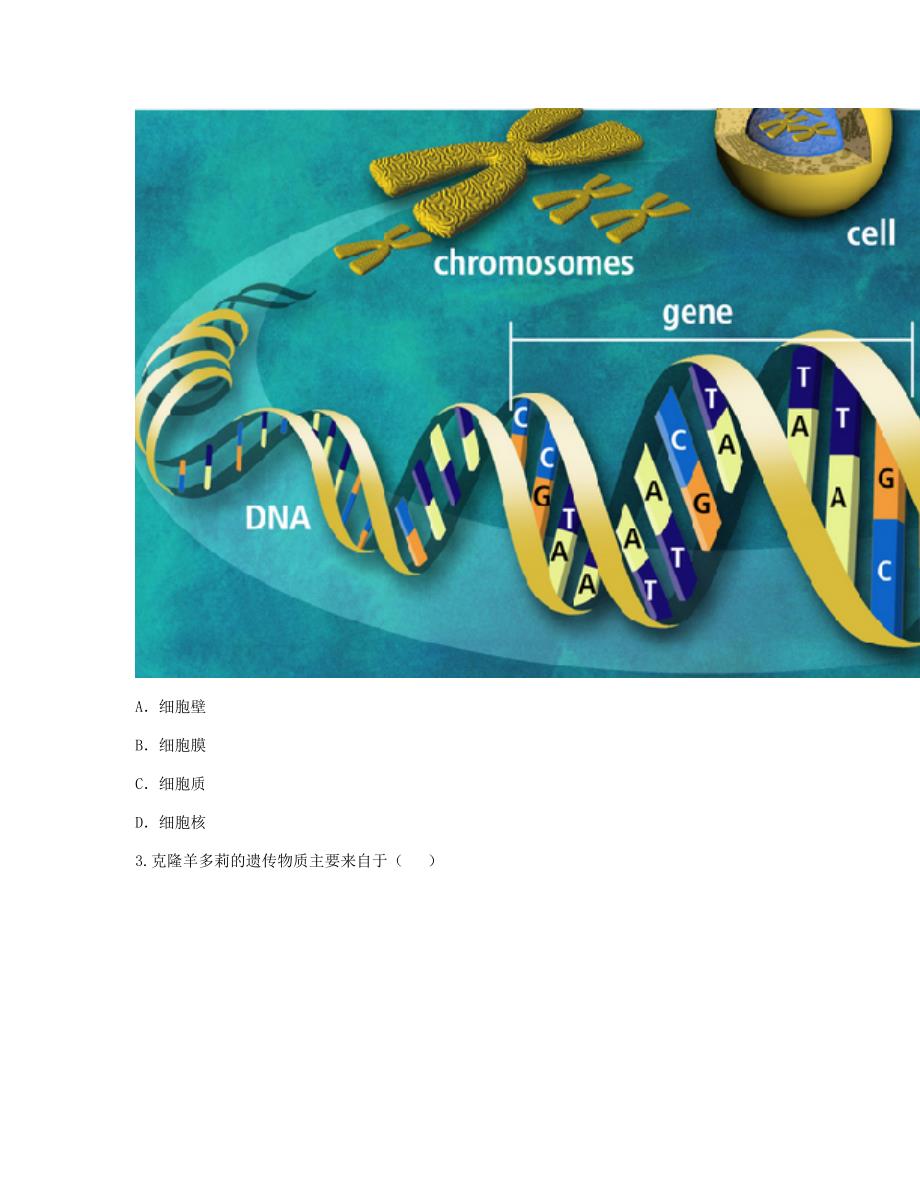 河南省永城市七年级生物上册 第二单元 第一章《细胞核是控制中心》考点检测（新版）新人教版_第2页