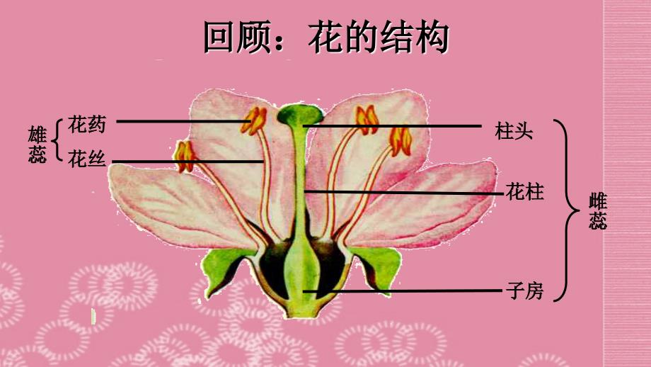 八年级生物下册 第七单元 第一章《生物的生殖和发育》第一节《植物的生殖》课件 新人教版_第3页