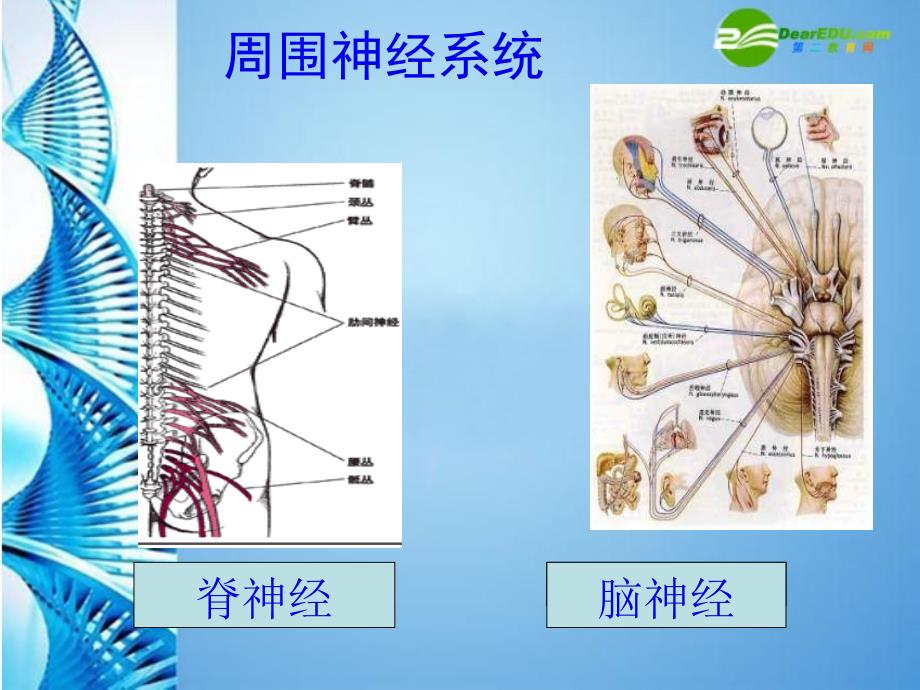 八年级生物 第一学期（试验本）第2章第二节 神经系统 神经系统组成课件 上海版_第4页