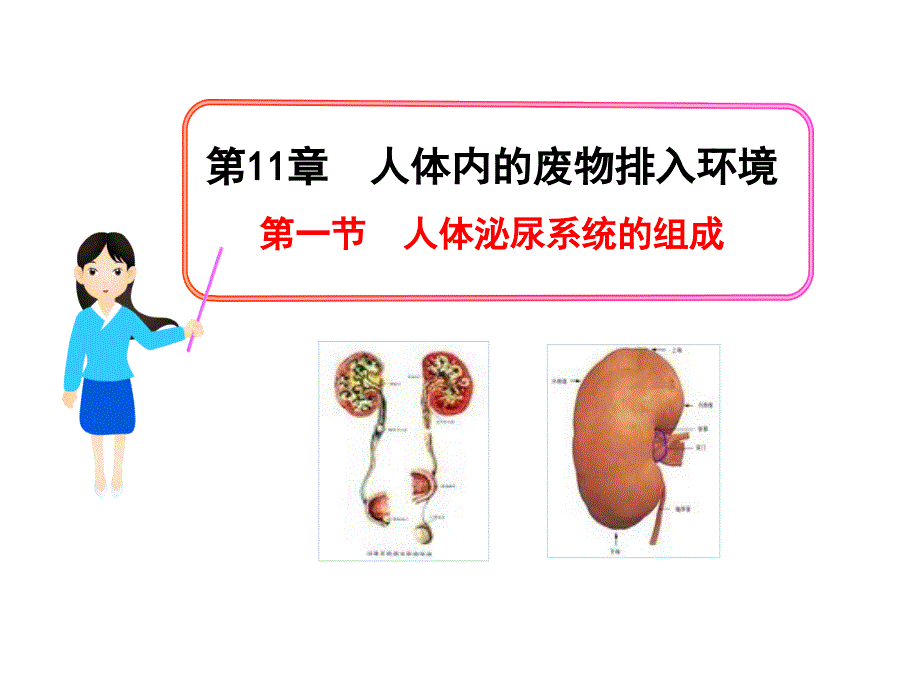 11.1人体泌尿系统的组成 课件 (5).ppt_第1页