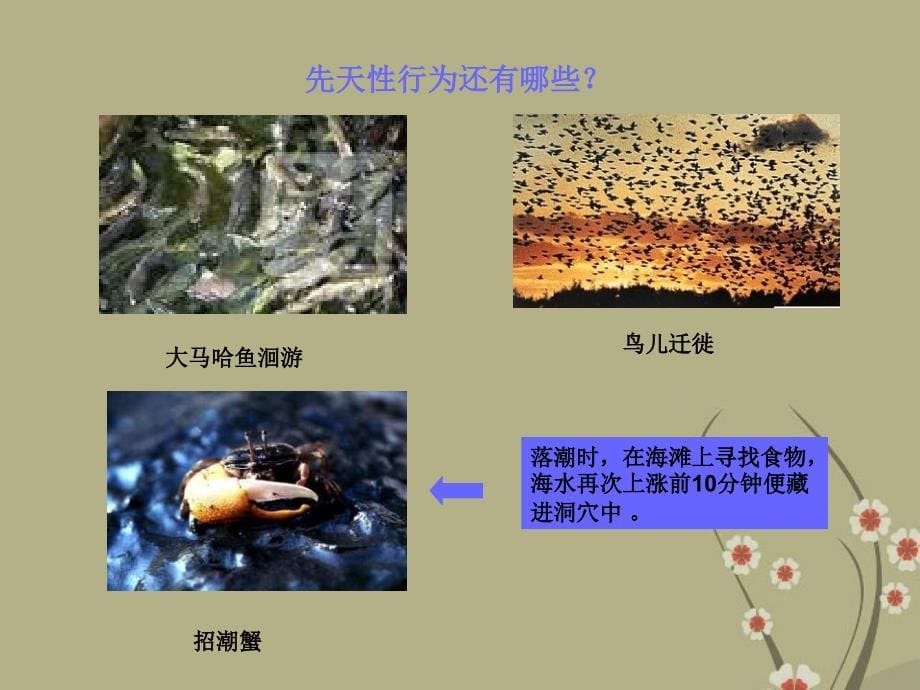 江苏省盐城东台市唐洋镇中学八年级生物上册《17.1动物行为的主要类型》课件 苏教版_第5页