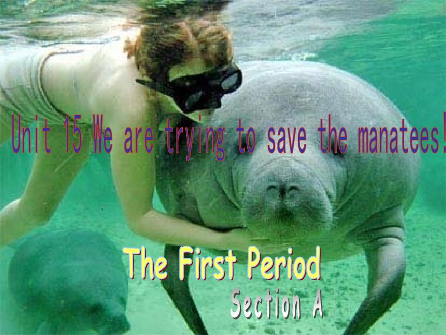 九年级英语 unit 15 we're trying to save the manatee课件 人教新目标版_第3页