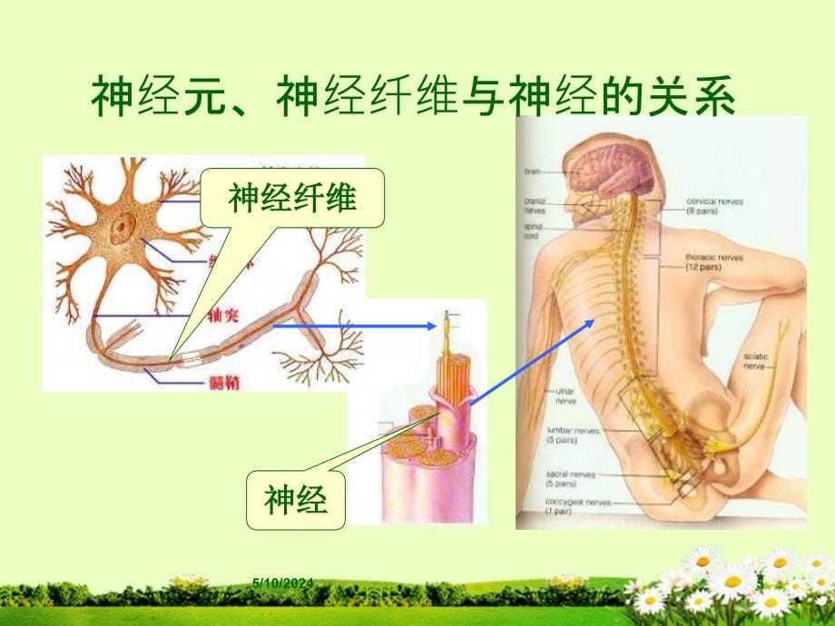 陕西省西安市临潼区华清中学七年级生物《神经兴奋的产生与传导》复习课件 新人教版_第5页