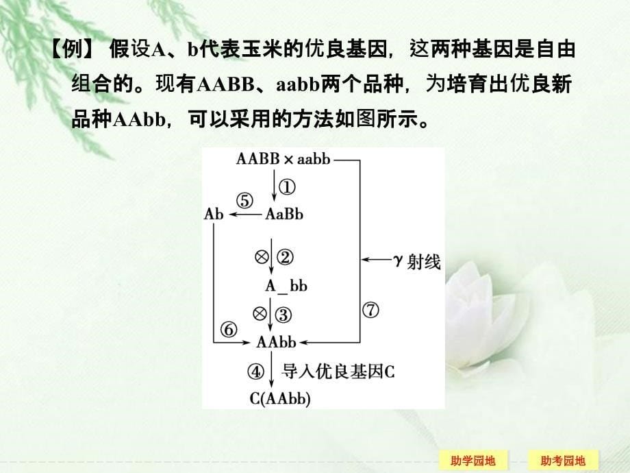 2013年高中生物 章末整合六《从杂交育种到基因工程》同步课件 新人教版必修2_第5页