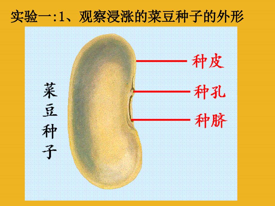 七年级科学下册 3.5植物的一生课件 浙教版_第3页