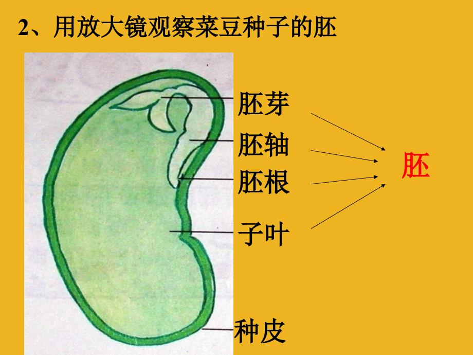 七年级科学下册 3.5植物的一生课件 浙教版_第4页