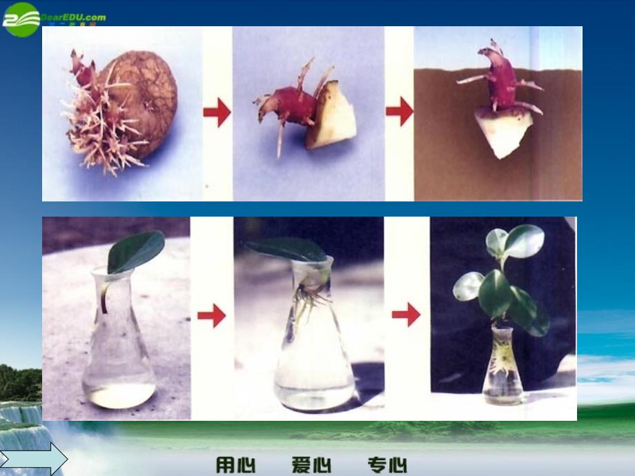 八年级生物下册 植物的无性生殖《八年级下》课件 人教新课标版_第2页