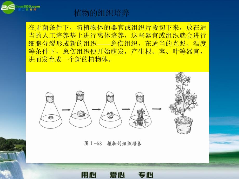 八年级生物下册 植物的无性生殖《八年级下》课件 人教新课标版_第3页