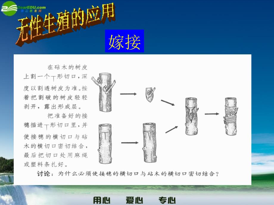 八年级生物下册 植物的无性生殖《八年级下》课件 人教新课标版_第4页