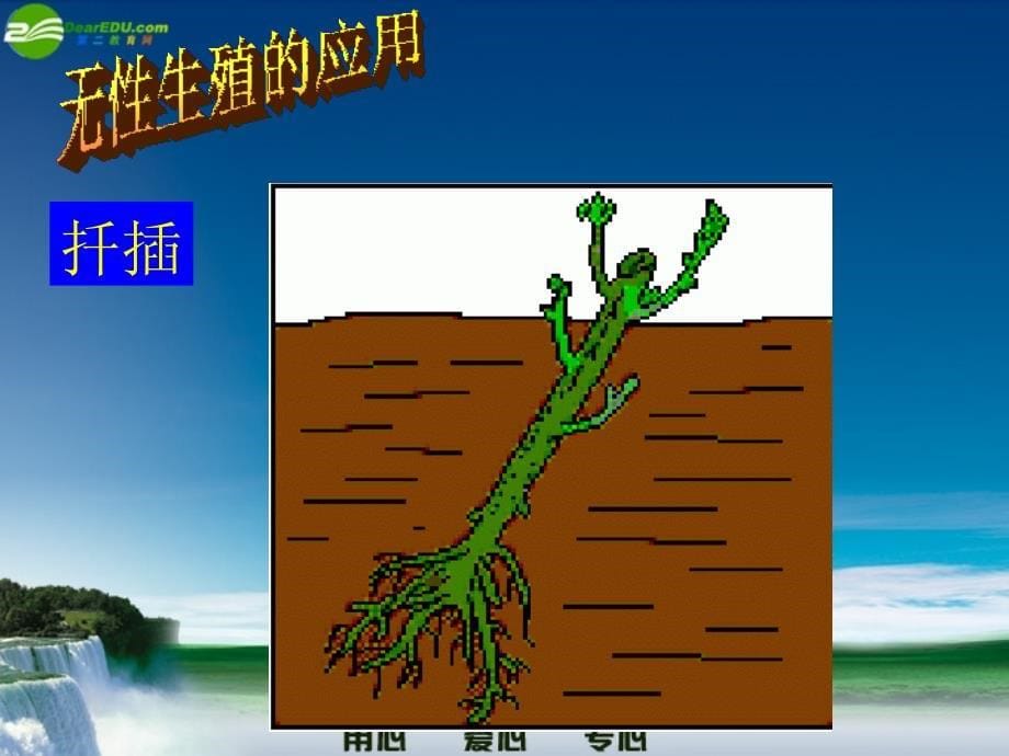 八年级生物下册 植物的无性生殖《八年级下》课件 人教新课标版_第5页