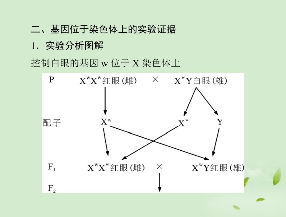 2013年高考生物复习 第2章 第2、3节 基因在染色体上、伴性遗传课件 必修2_第4页