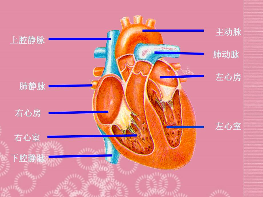 七年级生物下册 5.2《人体内的物质运输》课件1 北京课改版_第2页