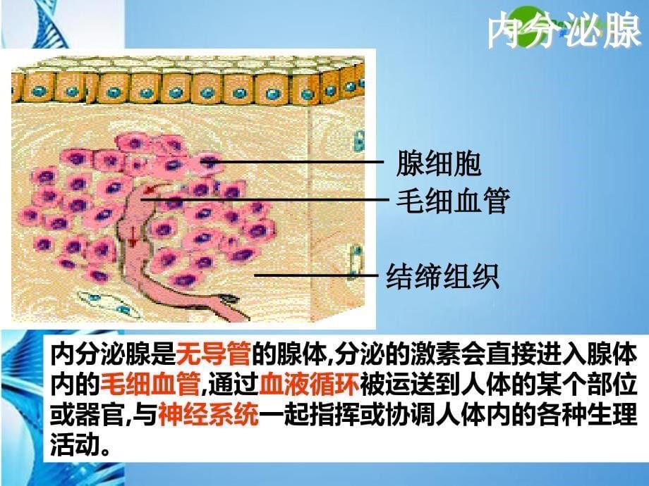 八年级生物 第一学期（试验本）第2章第三节 激素 激素有什么作用课件 上海版_第5页