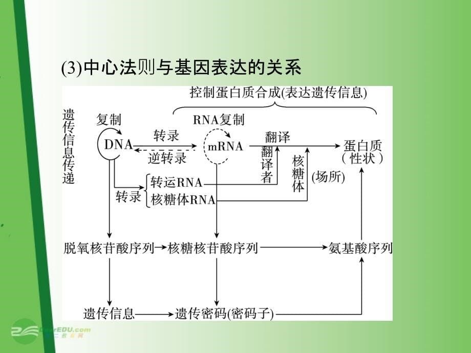 2013届高中生物第1轮总复习 第8讲 基因对性状的控制课件 新人教版必修2（广东专版）_第5页