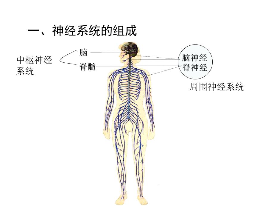 12.1.2 神经系统与神经调节 课件 北师大七年级下.ppt_第3页