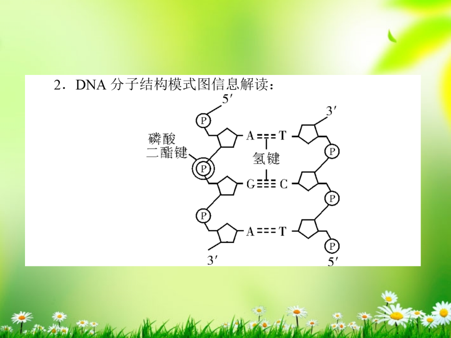 2013届高考生物一轮复习 2.3.2 dna分子的结构和dna分子的复制课件 新课标_第4页