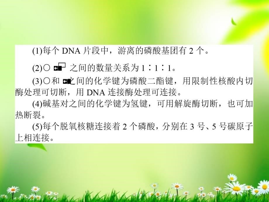 2013届高考生物一轮复习 2.3.2 dna分子的结构和dna分子的复制课件 新课标_第5页