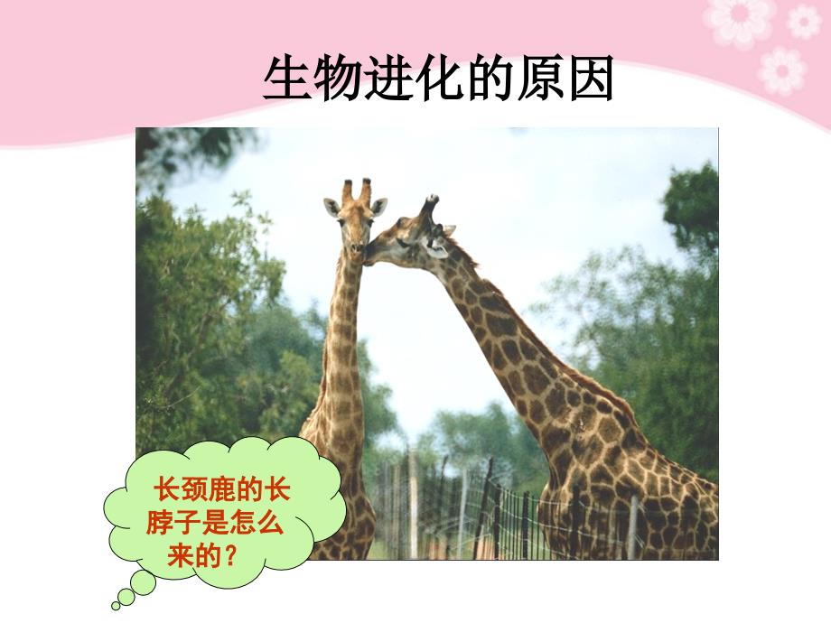 湖南省宁乡县实验中学高中生物 第七章《生物的进化》课件 必修2_第3页