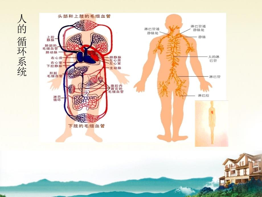 八年级科学上册 第七章第三节人体内的物质运输课件 华东师大版_第2页