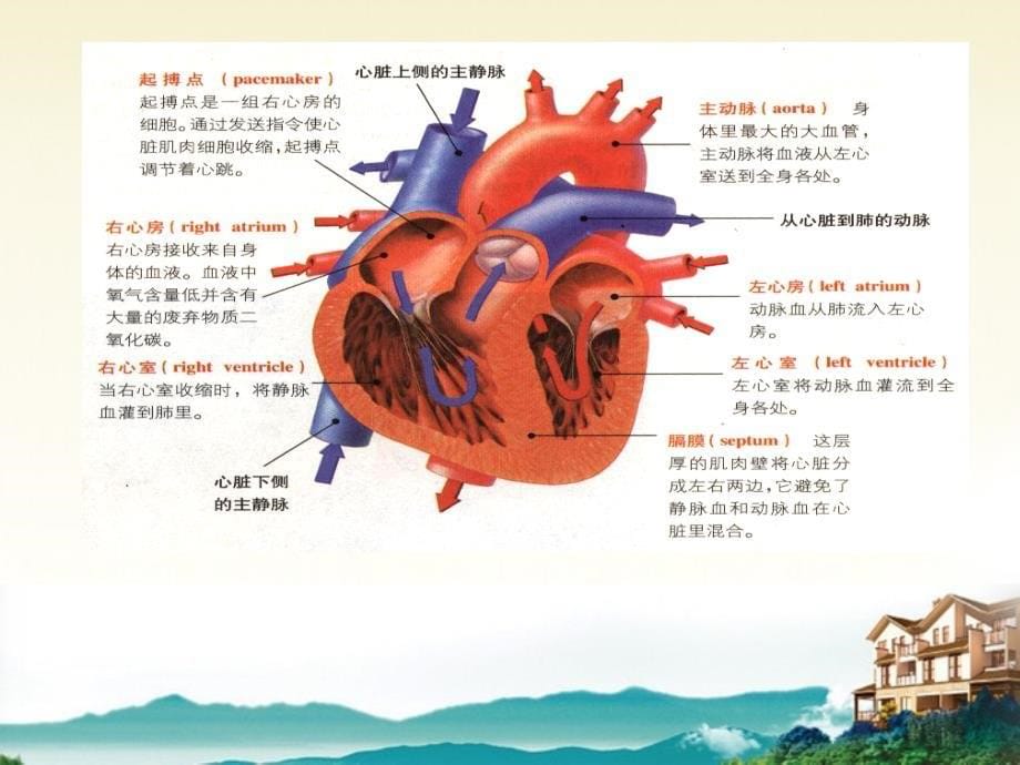 八年级科学上册 第七章第三节人体内的物质运输课件 华东师大版_第5页