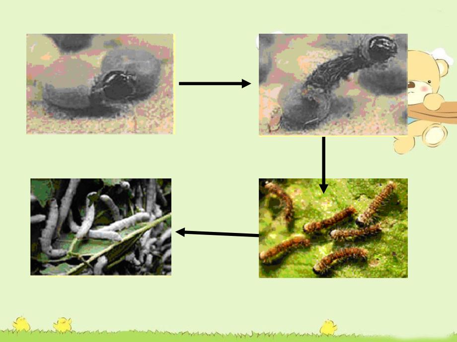 三年级科学下册 蚕的生命周期 3课件 教科版_第2页