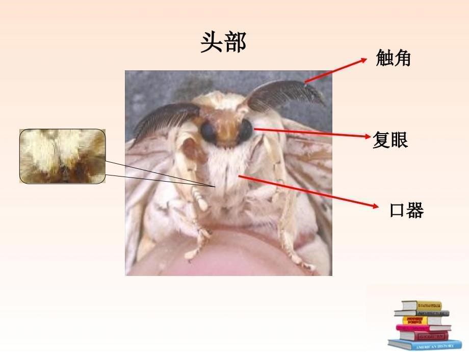 三年级科学下册 蛹变成了什么 3课件 教科版_第5页