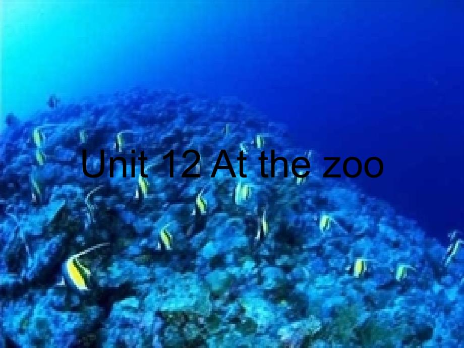 九年级英语 unit 12 at the zoo课件 北京课改版_第1页