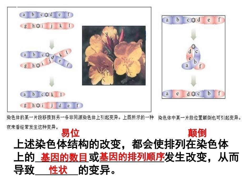 内蒙古自治区赤峰市元宝山区二中高二生物 第二节染色体变异课件_第5页