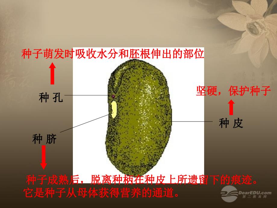 八年级生物上册 八年级生物上册 植物的生长和发育课件 北京版_第4页