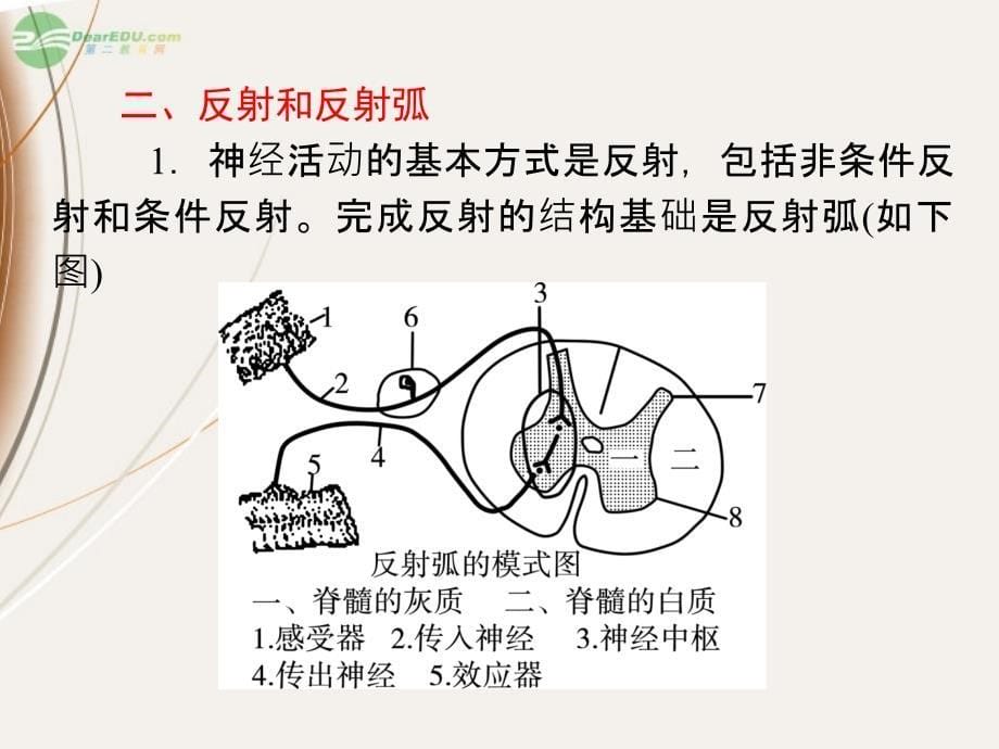 2013届高中生物第1轮总复习 第2讲 通过神经系统的调节课件 湘教版必修3（湖南专版）_第5页