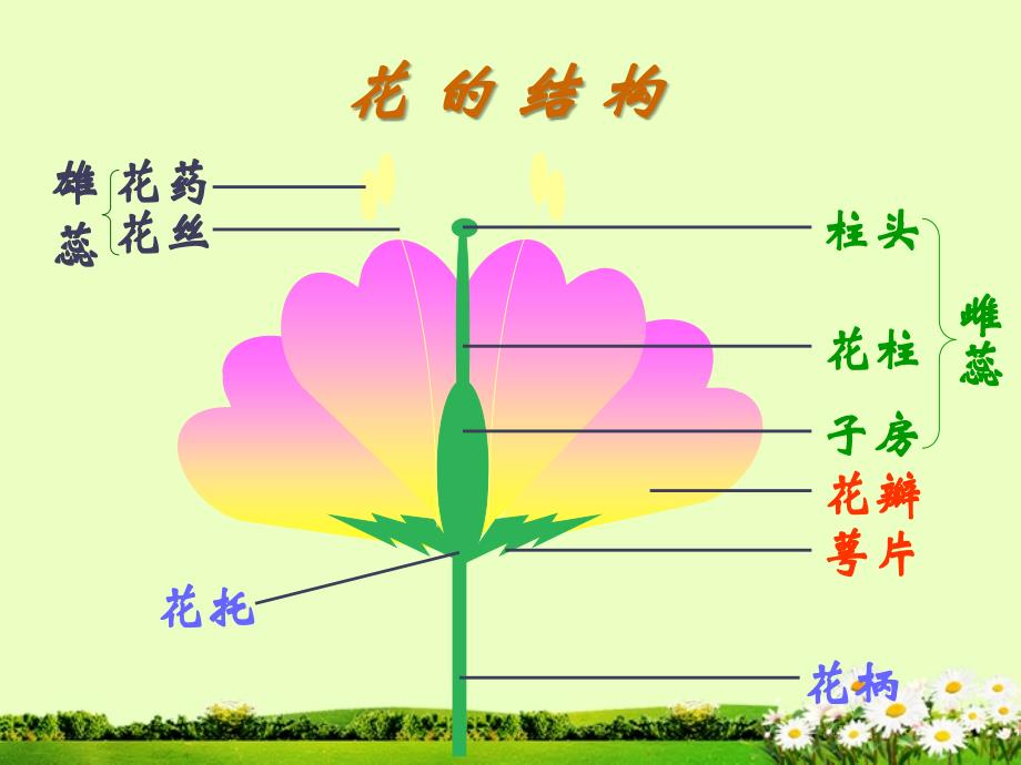 吉林省油田第二中学八年级生物《植物的生殖》课件_第4页