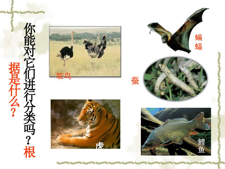 七年级科学上册《常见的动物》课件16 浙教版_第2页