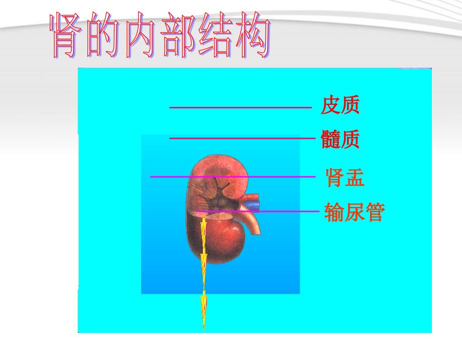 七年级生物下册 第四章第一节尿的形成与排出课件 济南版_第3页