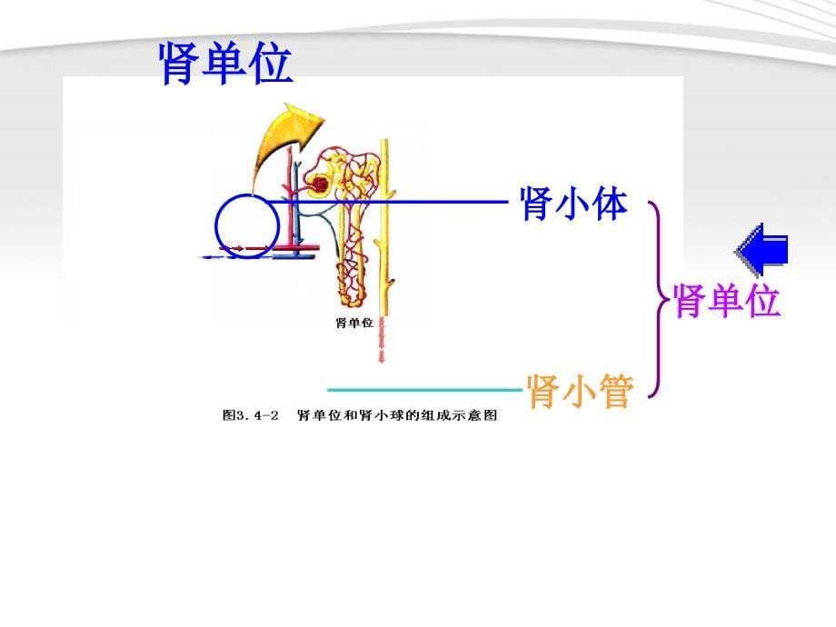 七年级生物下册 第四章第一节尿的形成与排出课件 济南版_第5页