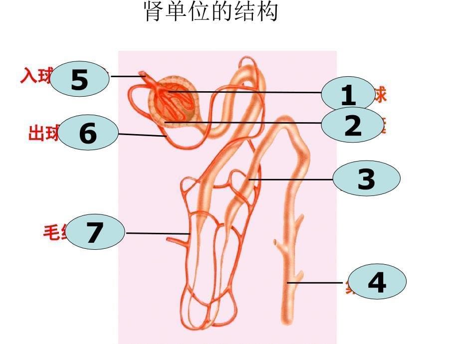 11.人体内的废物排入环境 课件 (3).ppt_第5页