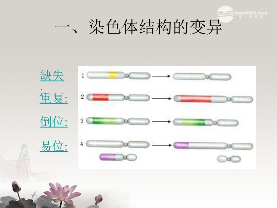 陕西地区2018高中生物复习资料 生物的变异2课件 新人教版必修2_第4页