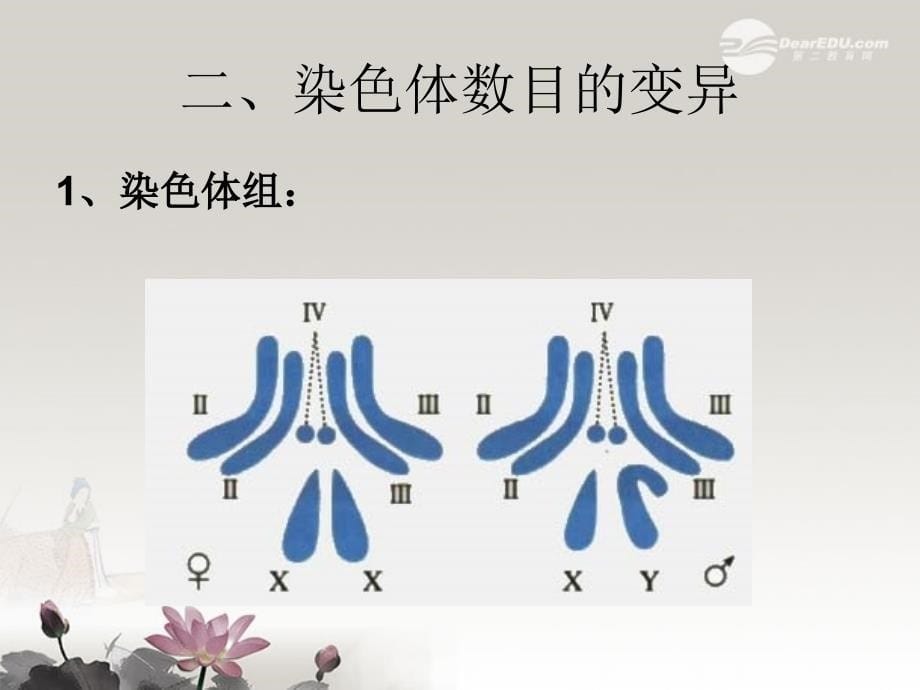 陕西地区2018高中生物复习资料 生物的变异2课件 新人教版必修2_第5页