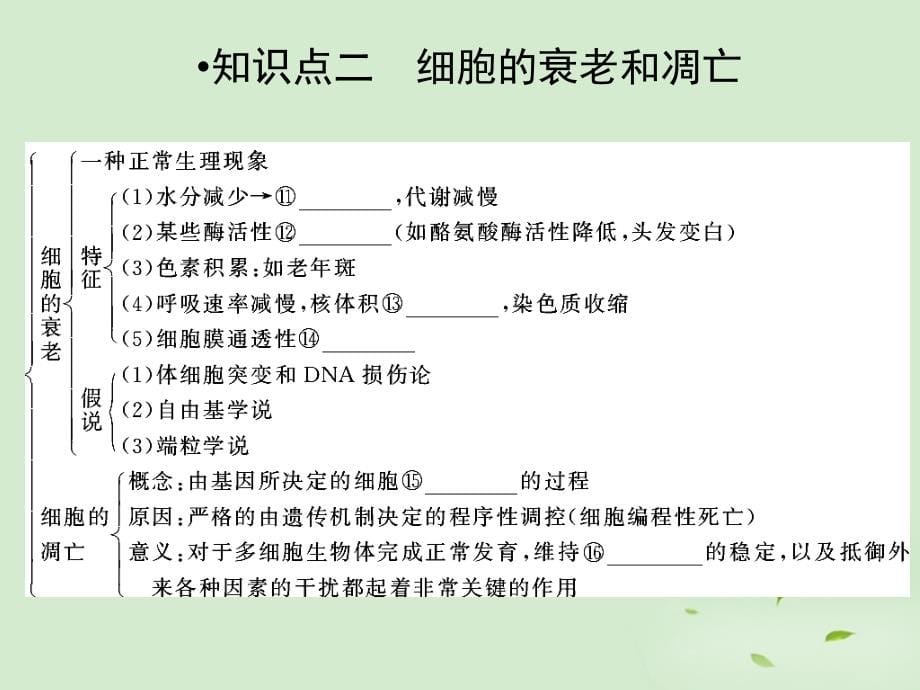 2013高考生物一轮复习资料 第四单元 第2讲细胞的分化课件 新人教版必修1 _第5页