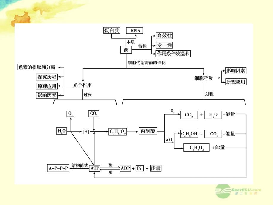 2013届高考生物一轮复习 第5章 细胞的能量供应和利用第1讲课件 新人教版必修1_第2页