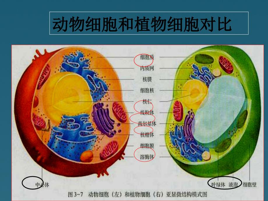 陕西省汉中市高一生物《32细胞器--系统内的分工合作》课件 新人教版_第4页