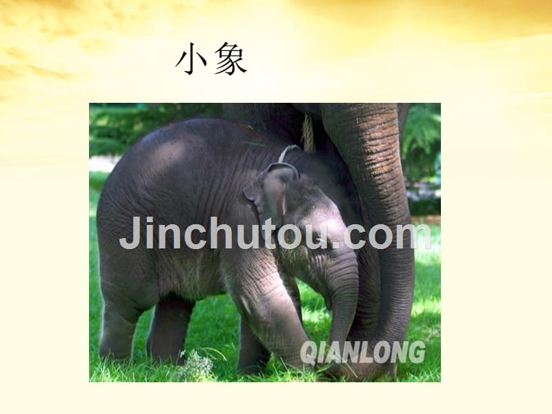 三年级语文下册 曼谷的小象 3课件 北京版_第3页