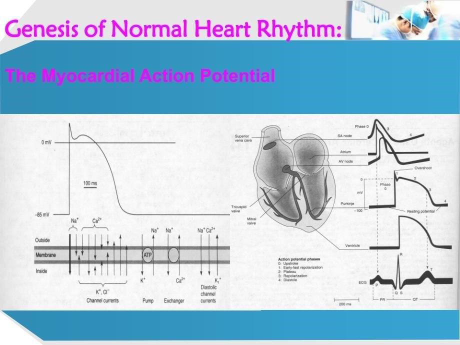 pharmacology of antiarrhythmics抗心律失常药理学_第5页