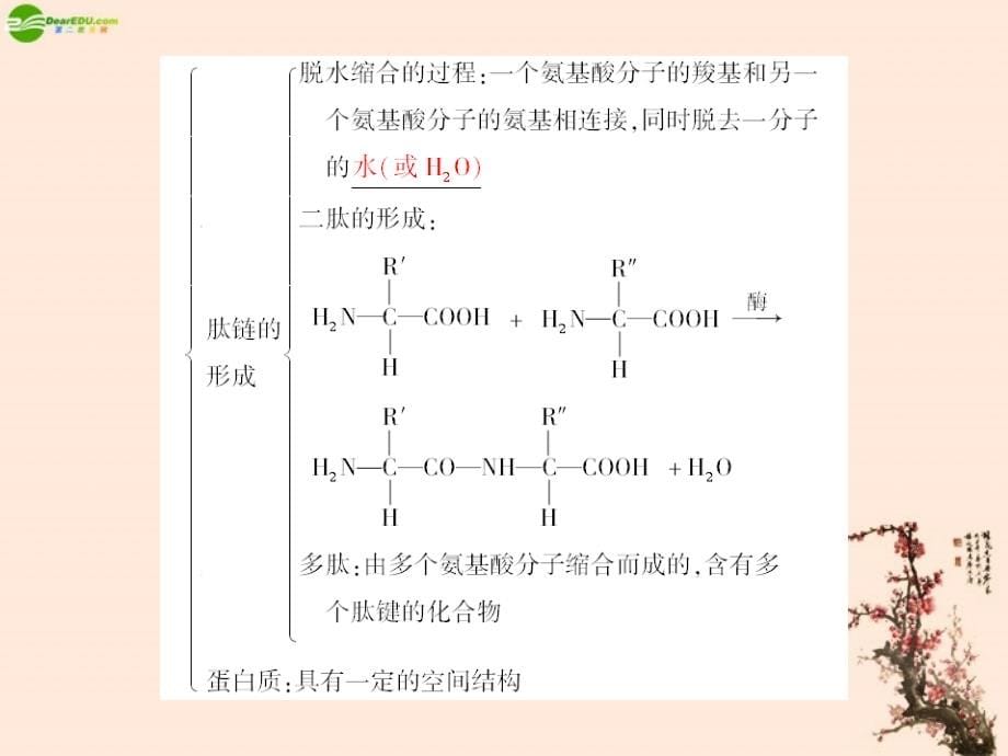 2012新课标高考生物总复习 1-3 生命活动的主要承担者——蛋白质课件_第5页