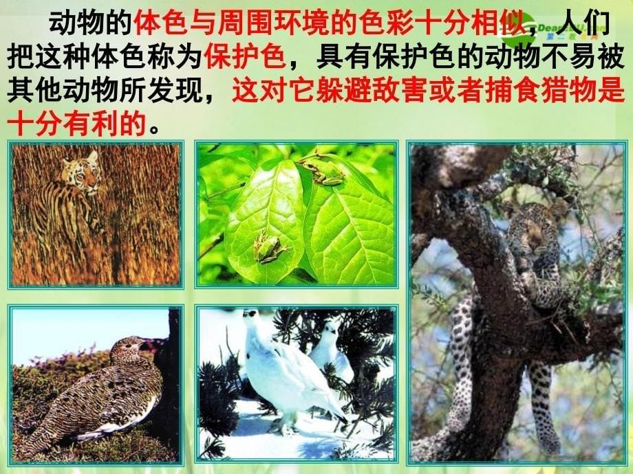 八年级生物下册 第三节 生物进化的原因课件 人教新课标版_第5页