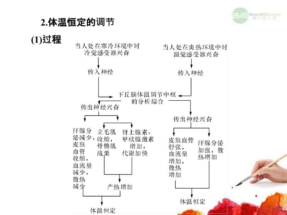 2013高考生物第一轮总复习 2.49神经调节与体液调节的关系课件 浙科版必修3_第5页