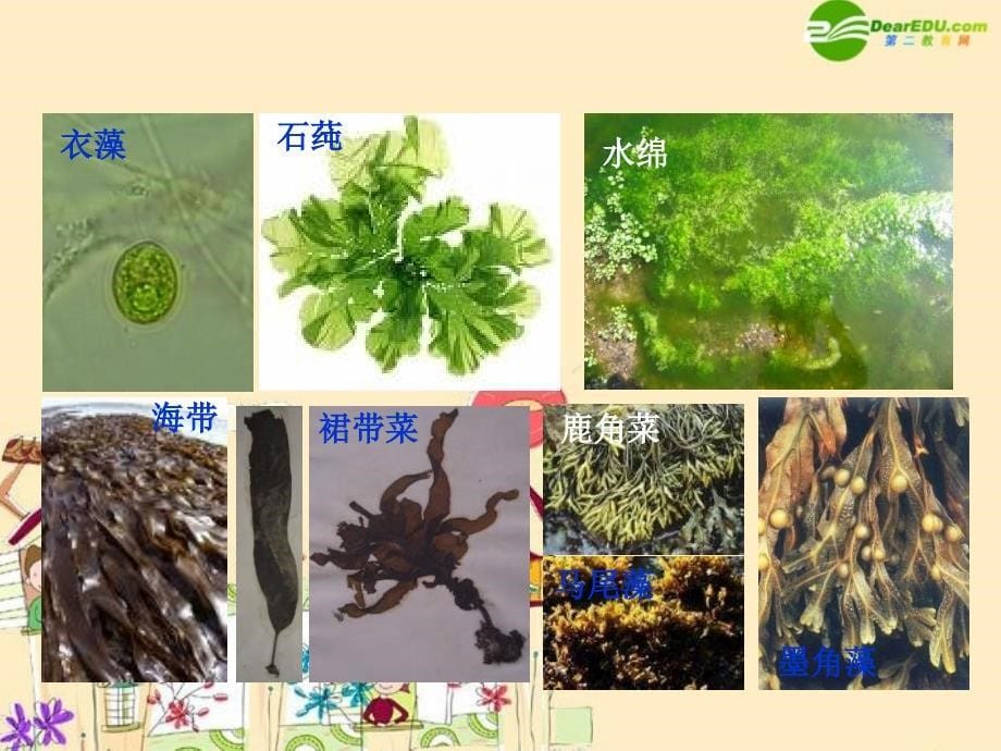 八年级生物 藻类植物课件 北师大版_第5页