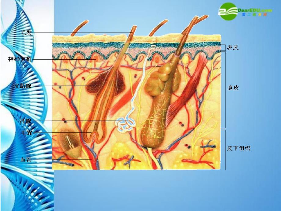 七年级生物下册 3.4.2汗液的形成和排除课件 济南版_第4页