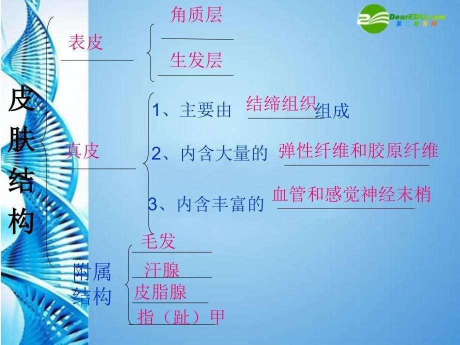 七年级生物下册 3.4.2汗液的形成和排除课件 济南版_第5页