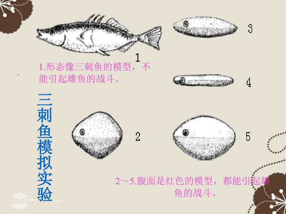 八年级生物上册 4.5《动物的行为与生产管理》课件 冀教版_第4页