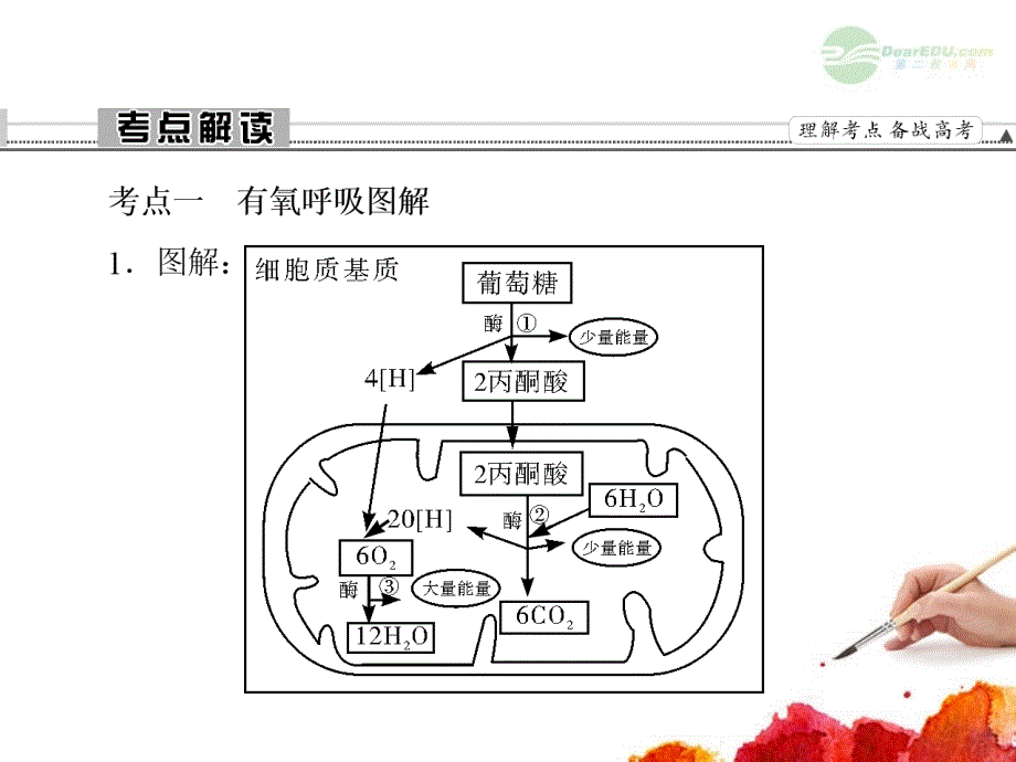 2013届高考生物一轮复习 3.3细胞呼吸课件 新人教版必修1_第2页